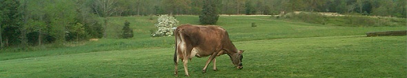 fairknowe-mirabelle-590px.jpg
