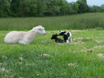 nhe-black-lamb.jpg nhe-black-lamb.jpg